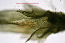 Attēlu rezultāti vaicājumam “Nowellia curvifolia sporophyte”