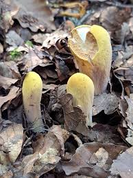 Attēlu rezultāti vaicājumam “Clavariadelphus pistillaris”