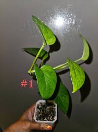 Attēlu rezultāti vaicājumam “Craterium aureum”