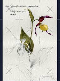 Attēlu rezultāti vaicājumam “Cypripedium calceolus leaf”