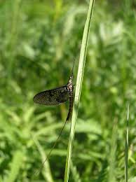 Attēlu rezultāti vaicājumam “Ephemera vulgata”