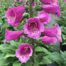 Attēlu rezultāti vaicājumam “Digitalis purpurea fruit”