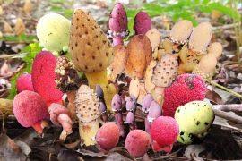 Attēlu rezultāti vaicājumam “Orthotrichum speciosum sporophyte”