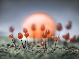 Attēlu rezultāti vaicājumam “Craterium minutum young”