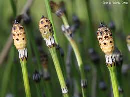 Attēlu rezultāti vaicājumam “Equisetum variegatum”