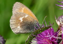 Attēlu rezultāti vaicājumam “Coenonympha tullia underside”