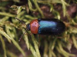 Attēlu rezultāti vaicājumam “Tetratomidae”