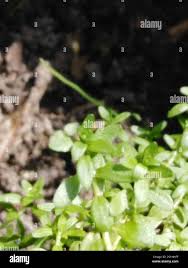 Attēlu rezultāti vaicājumam “Callitriche cophocarpa”