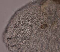 Attēlu rezultāti vaicājumam “Hyaloscypha hyalina”