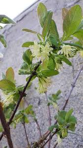 Attēlu rezultāti vaicājumam “Lonicera caerulea var. pallasii fruit”
