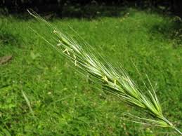 Attēlu rezultāti vaicājumam “Hordelymus europaeus”