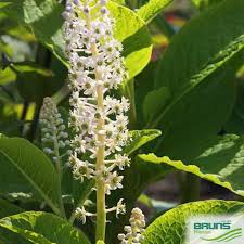Attēlu rezultāti vaicājumam “Phytolacca acinosa leaf”