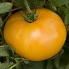 Afbeeldingsresultaat voor amana orange beefsteak tomato