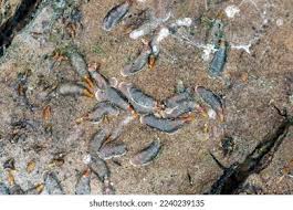 Attēlu rezultāti vaicājumam “Lepidosaphes ulmi imago”