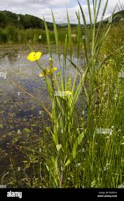 Attēlu rezultāti vaicājumam “Ranunculus lingua flower”