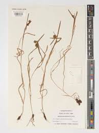 Attēlu rezultāti vaicājumam “Sparganium minimum”