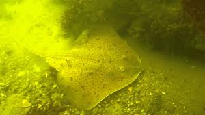 Image result for Raja straeleni