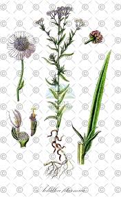 Attēlu rezultāti vaicājumam “Achillea ptarmica fruit”