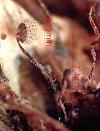 Attēlu rezultāti vaicājumam “Cribraria piriformis spores”