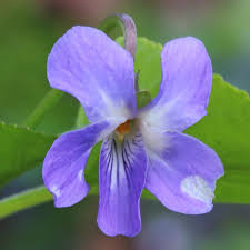 Attēlu rezultāti vaicājumam “Viola collina flower”