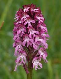 Attēlu rezultāti vaicājumam “Orchis ustulata”