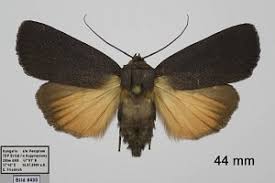 Attēlu rezultāti vaicājumam “Amphipyra livida”