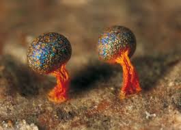 Attēlu rezultāti vaicājumam “Physarum psittacinum”