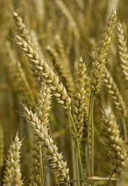 Attēlu rezultāti vaicājumam “Triticum aestivum”