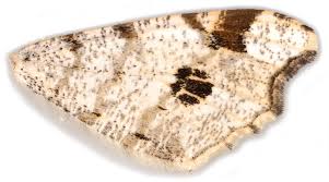 Attēlu rezultāti vaicājumam “Macaria notata”