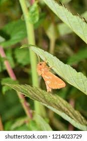 Attēlu rezultāti vaicājumam “Phymatopus hecta”