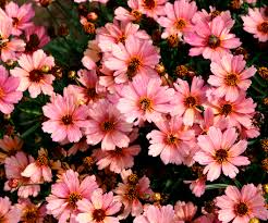 Image result for Coreopsis