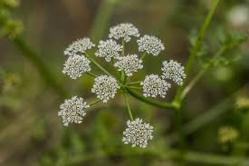 Attēlu rezultāti vaicājumam “Oenanthe aquatica”