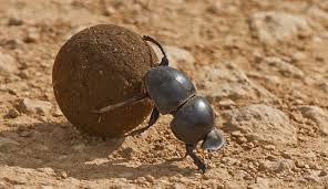 Image result for insect poop