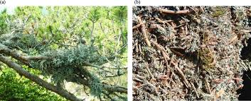 Attēlu rezultāti vaicājumam “Pseudevernia furfuracea”