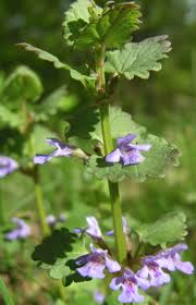 Image result for Glechoma hederacea