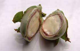 Attēlu rezultāti vaicājumam “Corylus avellana fruit”