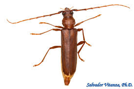 Attēlu rezultāti vaicājumam “Cerambycidae”