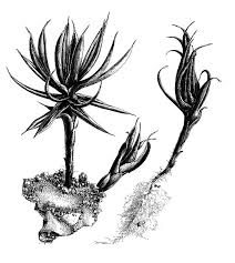 Attēlu rezultāti vaicājumam “Polytrichum piliferum”