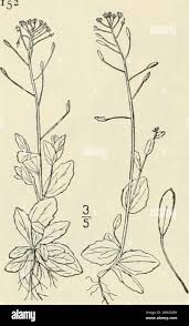 Attēlu rezultāti vaicājumam “Draba nemorosa fruit”