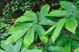 Attēlu rezultāti vaicājumam “Castanea sativa  leaf”