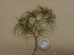 Attēlu rezultāti vaicājumam “Najas minor leaf”