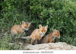 Attēlu rezultāti vaicājumam “Vulpes vulpes  juvenile”