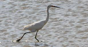 Image result for Egretta thula