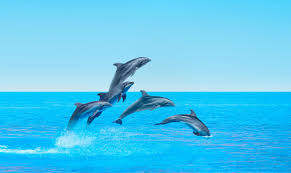 Afbeeldingsresultaat voor dolfijnen