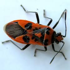 Attēlu rezultāti vaicājumam “Corizus hyoscyami”