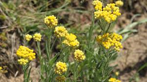 Attēlu rezultāti vaicājumam “Helichrysum arenarium flower”