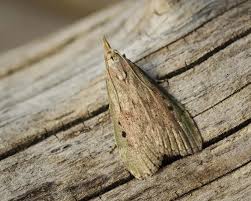 Attēlu rezultāti vaicājumam “Aphomia sociella female”