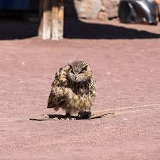 Attēlu rezultāti vaicājumam “Strigiformes”