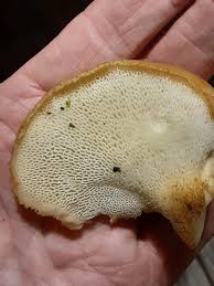 Attēlu rezultāti vaicājumam “Polyporus tuberaster”