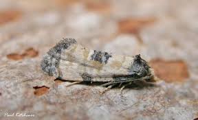 Attēlu rezultāti vaicājumam “Cochylis dubitana”